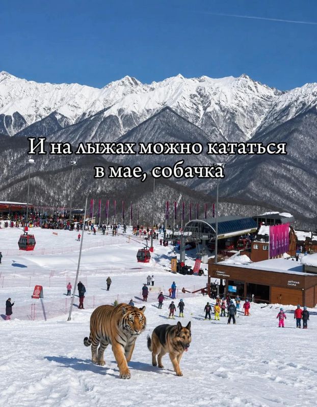 Вот такие вот дела, собачка Вот такие вот дела, собачка