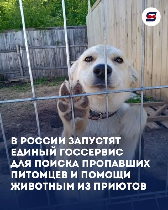 В России появится масштабная государственная цифровая платформа, которая упростит жизнь владельцам животных и тем, кто только планирует завести четвероногого друга