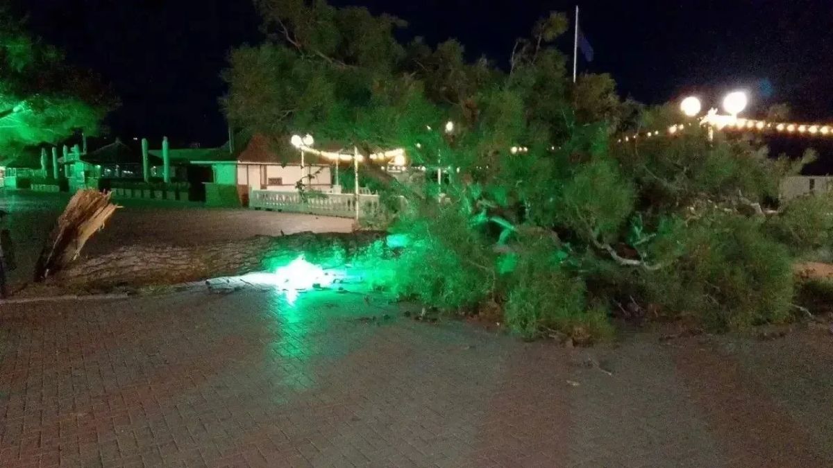 Деревья обрушились на линии электропередачи из-за непогоды в Геленджике Деревья обрушились на линии электропередачи из-за непогоды в Геленджике