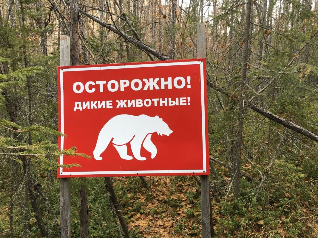 Более 600 бурых медведей обитает в Краснодарском крае