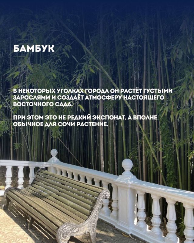 Растения Сочи: привычная «экзотика» у нас под носом! Растения Сочи: привычная «экзотика» у нас под носом!