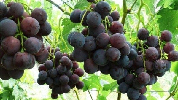 Откройте для себя виноград Рошфор: сладкий вкус и простота ухода