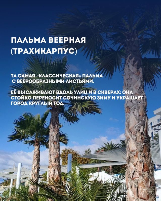 Растения Сочи: привычная «экзотика» у нас под носом! Растения Сочи: привычная «экзотика» у нас под носом!