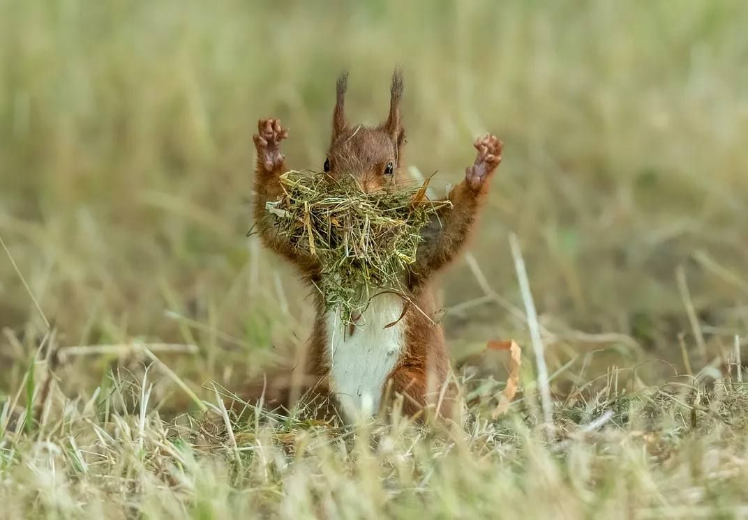 Самые смешные фотографии дикой природы отобрали на конкурс Nikon Comedy Wildlife Awards 2026 Самые смешные фотографии дикой природы отобрали на конкурс Nikon Comedy Wildlife Awards 2026