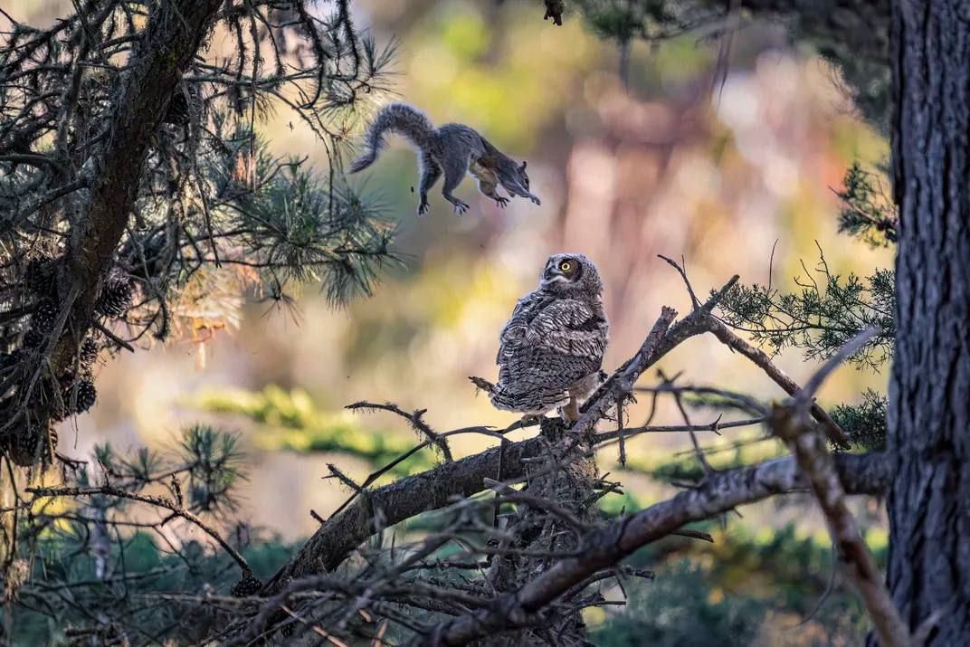 Самые смешные фотографии дикой природы отобрали на конкурс Nikon Comedy Wildlife Awards 2026 Самые смешные фотографии дикой природы отобрали на конкурс Nikon Comedy Wildlife Awards 2026