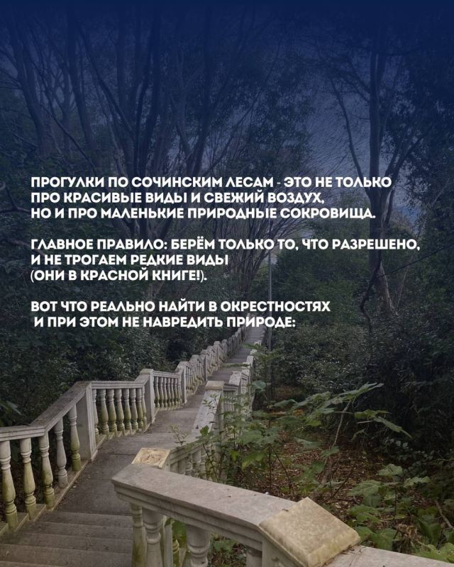 Что можно собрать в окрестностях Сочи без вреда природе: ягоды, травы, шишки Что можно собрать в окрестностях Сочи без вреда природе: ягоды, травы, шишки