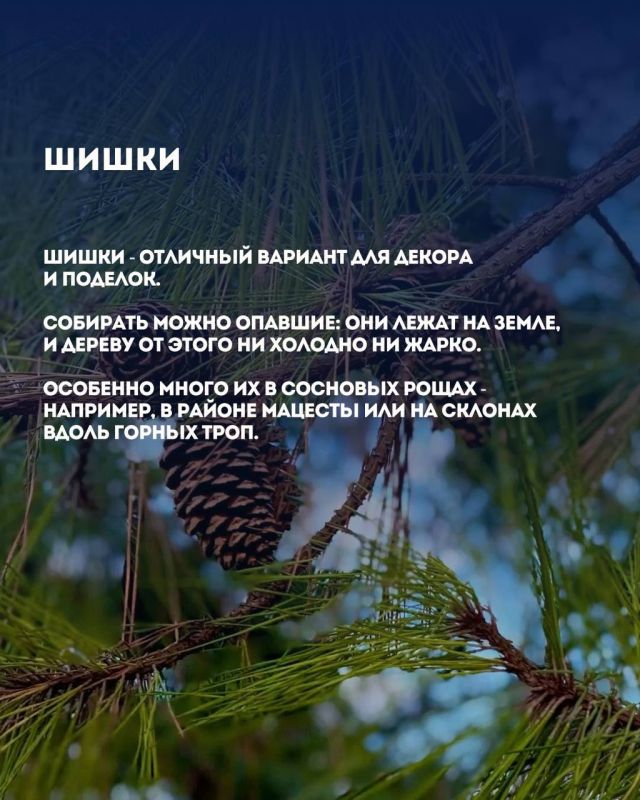 Что можно собрать в окрестностях Сочи без вреда природе: ягоды, травы, шишки Что можно собрать в окрестностях Сочи без вреда природе: ягоды, травы, шишки