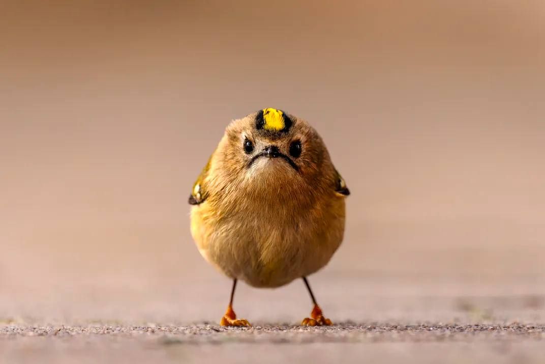 Самые смешные фотографии дикой природы отобрали на конкурс Nikon Comedy Wildlife Awards 2026 Самые смешные фотографии дикой природы отобрали на конкурс Nikon Comedy Wildlife Awards 2026