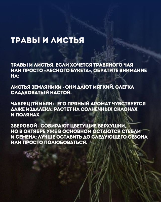 Что можно собрать в окрестностях Сочи без вреда природе: ягоды, травы, шишки Что можно собрать в окрестностях Сочи без вреда природе: ягоды, травы, шишки