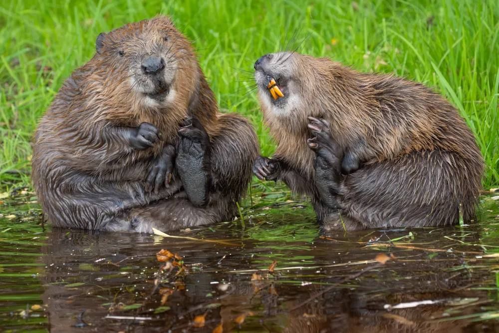 Самые смешные фотографии дикой природы отобрали на конкурс Nikon Comedy Wildlife Awards 2026 Самые смешные фотографии дикой природы отобрали на конкурс Nikon Comedy Wildlife Awards 2026