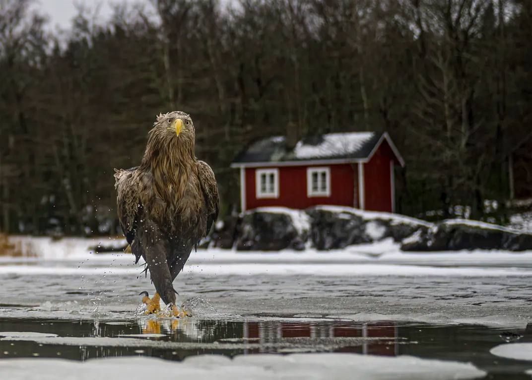 Самые смешные фотографии дикой природы отобрали на конкурс Nikon Comedy Wildlife Awards 2026 Самые смешные фотографии дикой природы отобрали на конкурс Nikon Comedy Wildlife Awards 2026