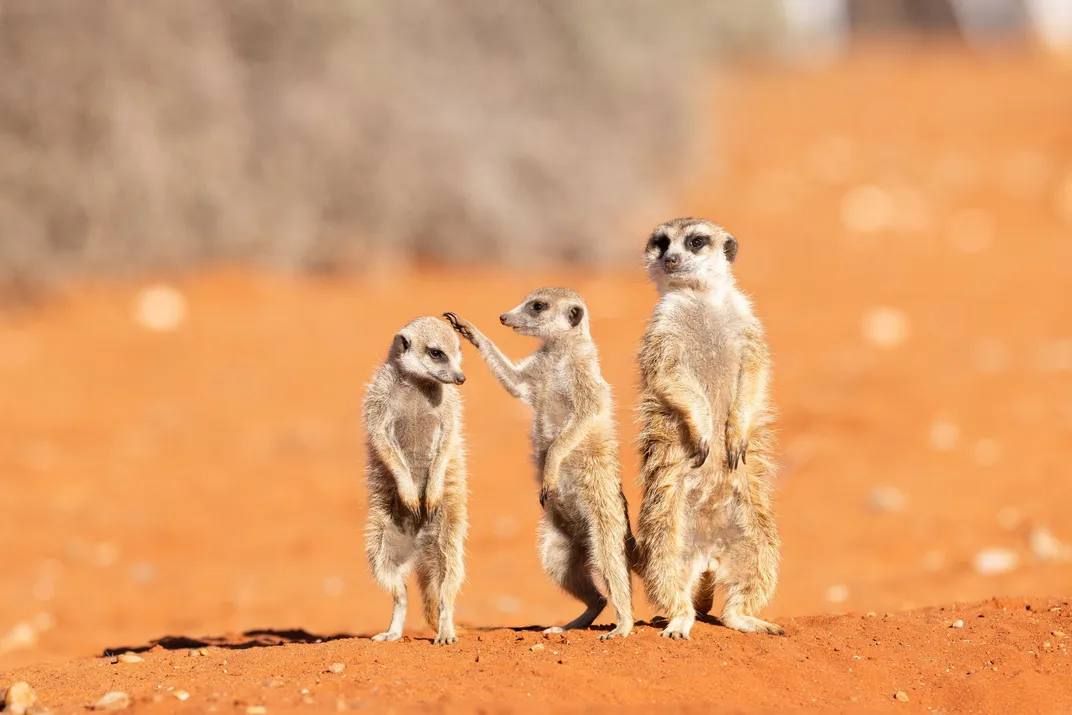 Самые смешные фотографии дикой природы отобрали на конкурс Nikon Comedy Wildlife Awards 2026 Самые смешные фотографии дикой природы отобрали на конкурс Nikon Comedy Wildlife Awards 2026