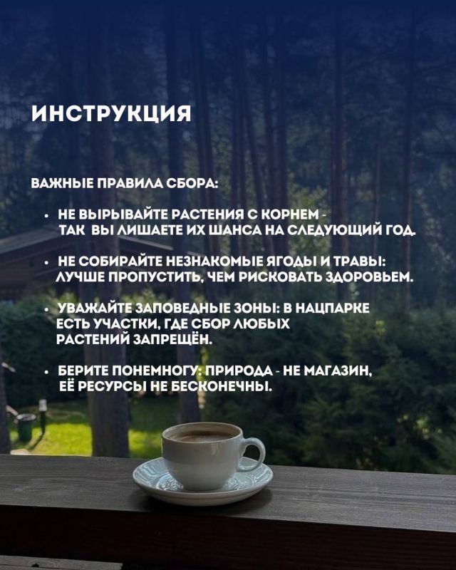 Что можно собрать в окрестностях Сочи без вреда природе: ягоды, травы, шишки Что можно собрать в окрестностях Сочи без вреда природе: ягоды, травы, шишки