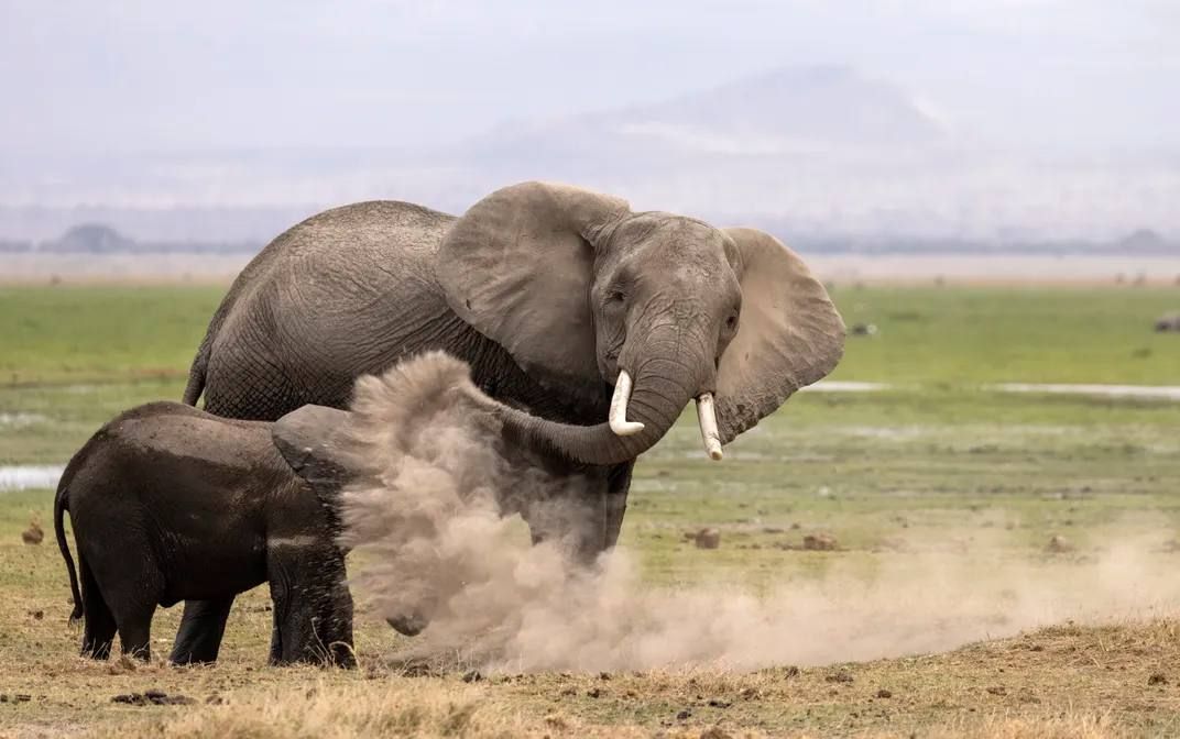Самые смешные фотографии дикой природы отобрали на конкурс Nikon Comedy Wildlife Awards 2026
