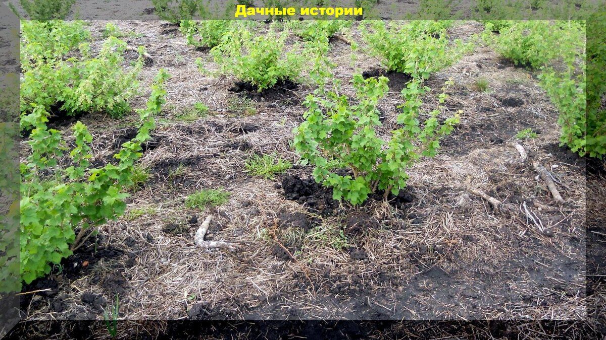 Уход за ягодными кустарниками осенью: советы для успешного урожая