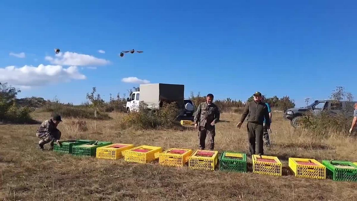 НА КУБАНИ ПРОДОЛЖАЮТСЯ ОСЕННИЕ ВЫПУСКИ ФАЗАНОВ Территории городского округа г. Новороссийск будут обживать 500 фазанов северокавказского подвида