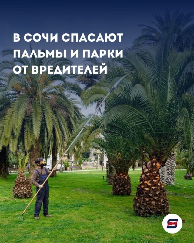В Сочи усиливают защиту зеленых зон от вредителей