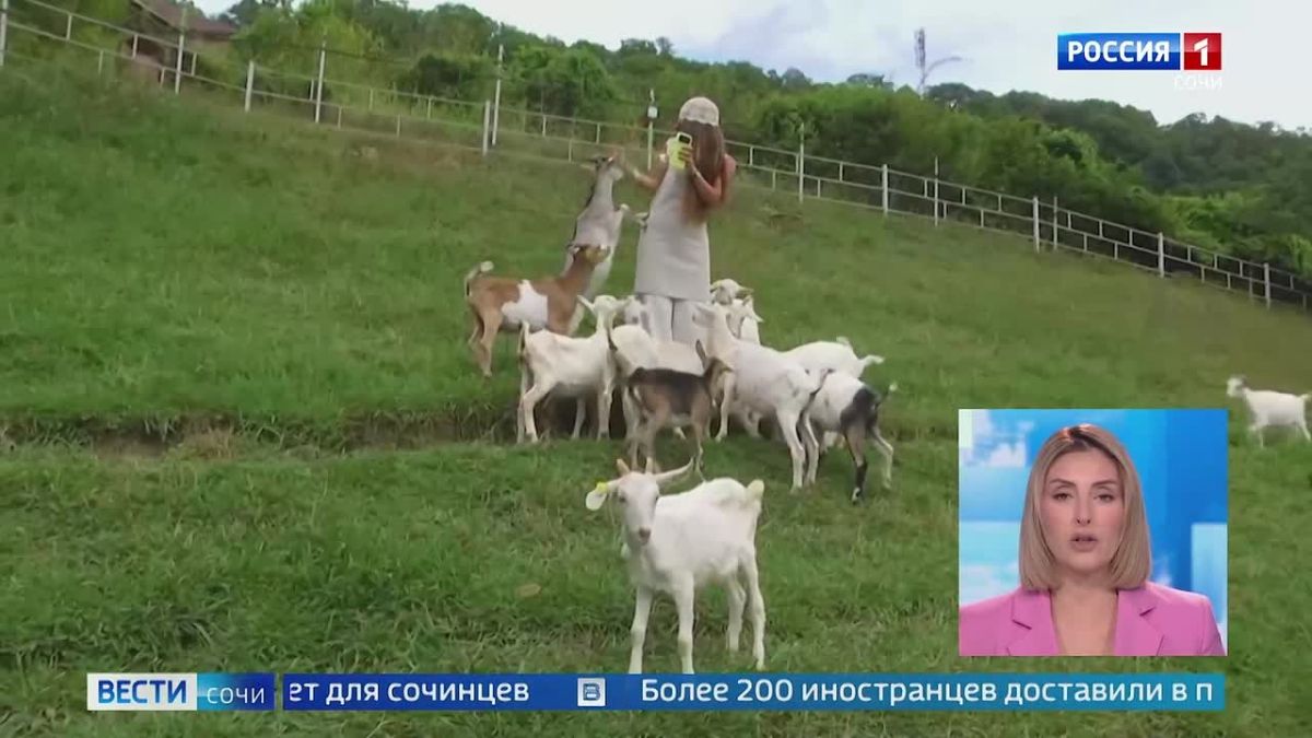 Больше 21 тонны сыра произвели сочинские фермеры с начала года