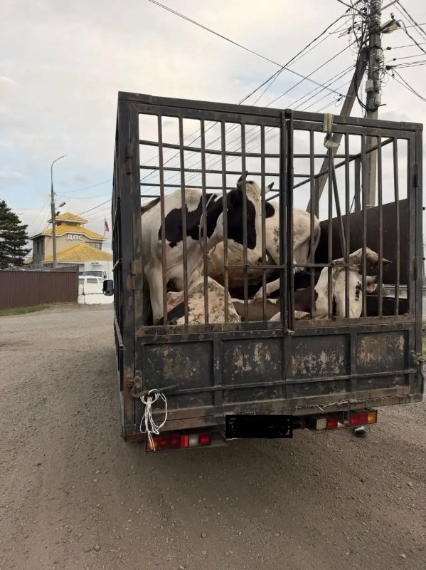 Выявлен факт перемещения крупного рогатого скота без ветеринарных сопроводительных документов на посту ФАД «Кавказ»