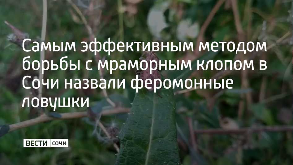 На совещании в администрации Сочи обсуждались методы уничтожения коричнево-мраморного клопа
