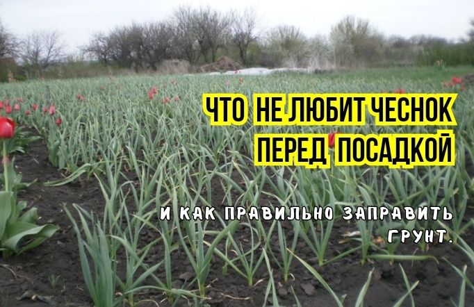 Ошибки, которые мешают получить высокий урожай озимого чеснока