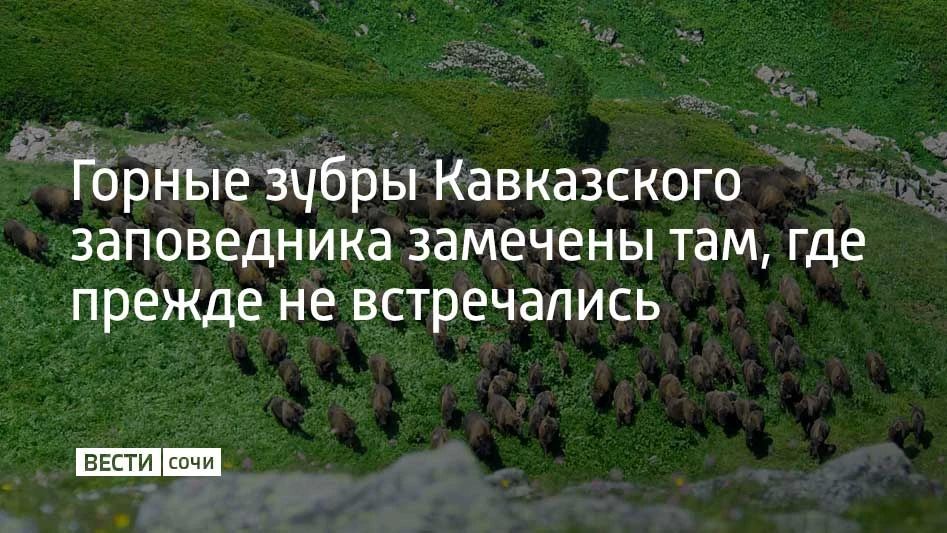 В Кавказском заповеднике с 24 по 29 июля 2026 года провели учет зубров: визуально зафиксировали около 920 особей, общая численность популяции оценивается в 1350–1400 животных