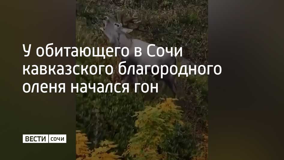 Трубный звук, издаваемый животными, разносится по горным долинам на многие километры
