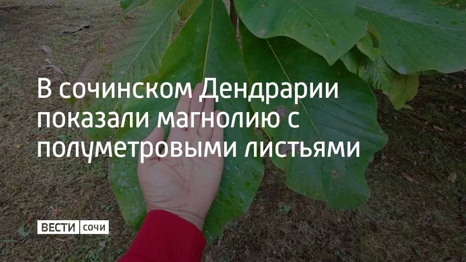 В парке "Дендрарий" находится необычное дерево — магнолия лекарственная