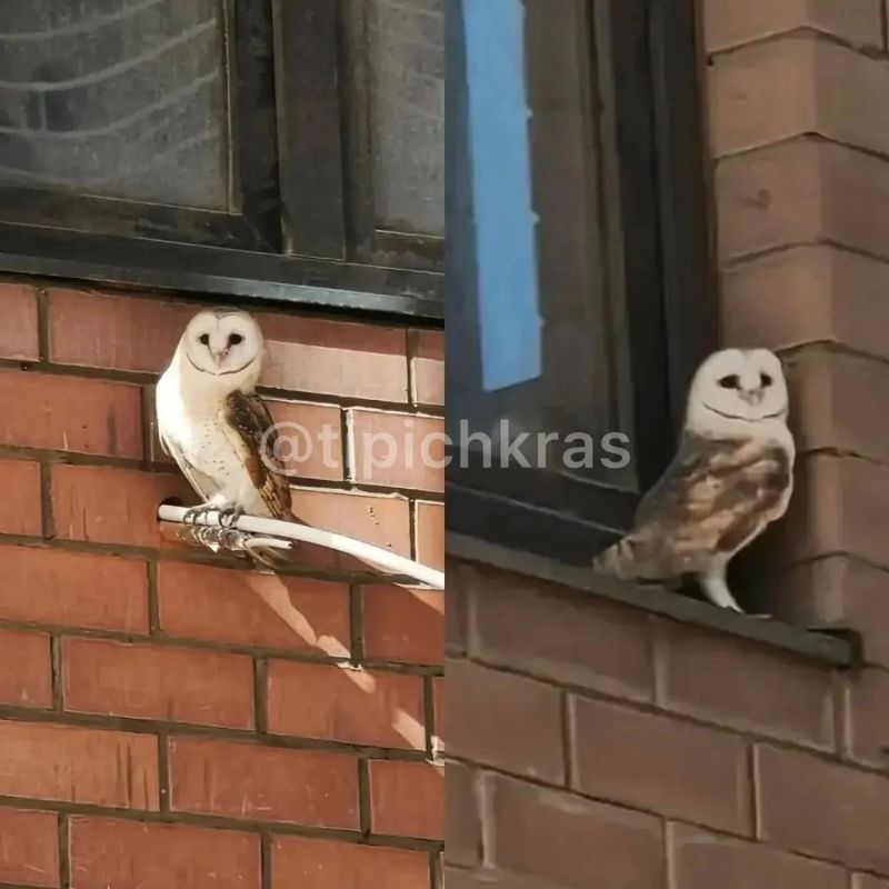 Краснокнижную сову сфотографировали на окне в Краснодаре