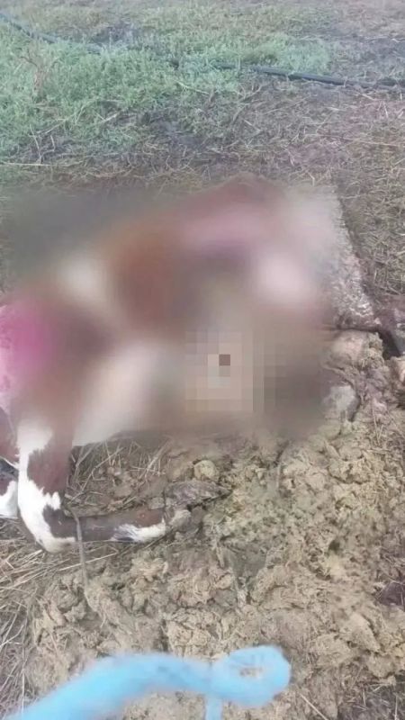 Волки добрались до дворов на Кубани: за неделю загрызли двух быков!