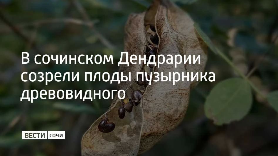 В Дендрарии Сочи созрели плоды пузырника древовидного, родственника гороха и акации