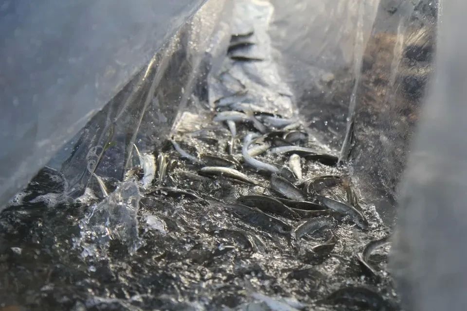 Более 230 тысяч мальков черноморского лосося выпустили в реки Кубани