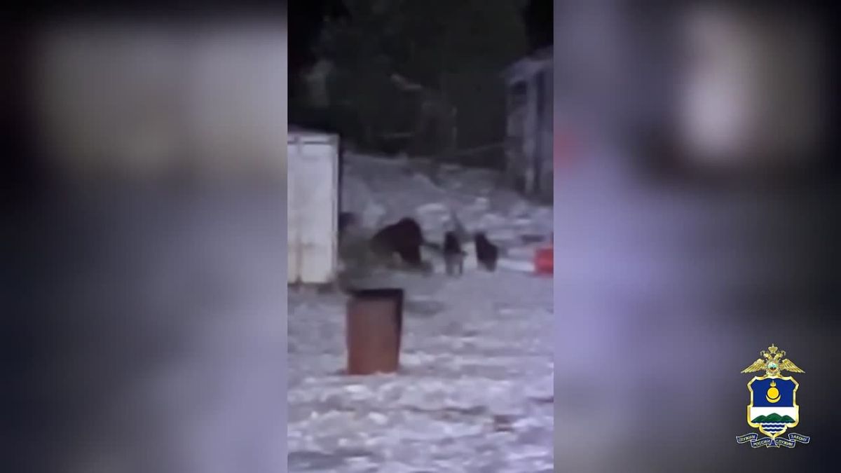Медведь пробрался на территорию кафе в Бурятии: вёл себя агрессивно и громко рычал