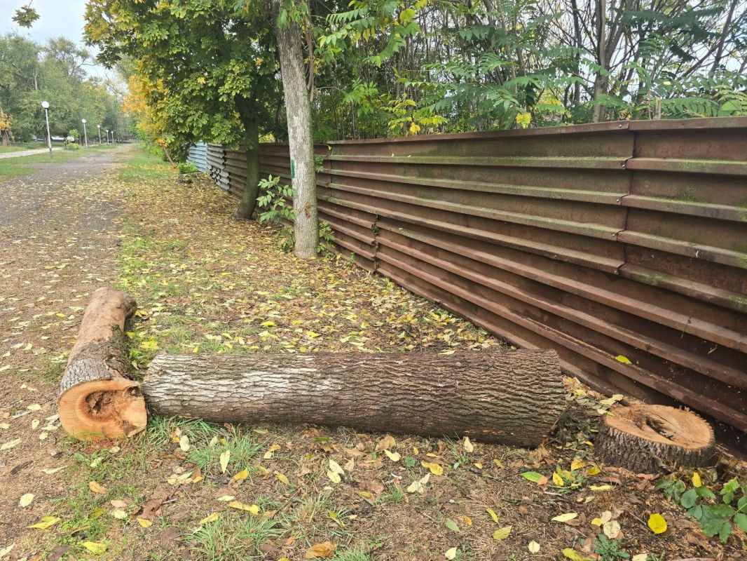 В Парке культуры и отдыха имени И. М. Поддубного продолжаются работы по спилу сухих и аварийных деревьев В Парке культуры и отдыха имени И. М. Поддубного продолжаются работы по спилу сухих и аварийных деревьев