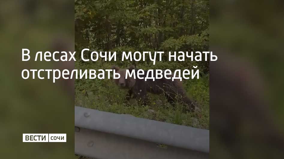 Весной медведи просыпаются, едят свежие ягоды, орехи, туши мертвых животных, погибших под лавинами