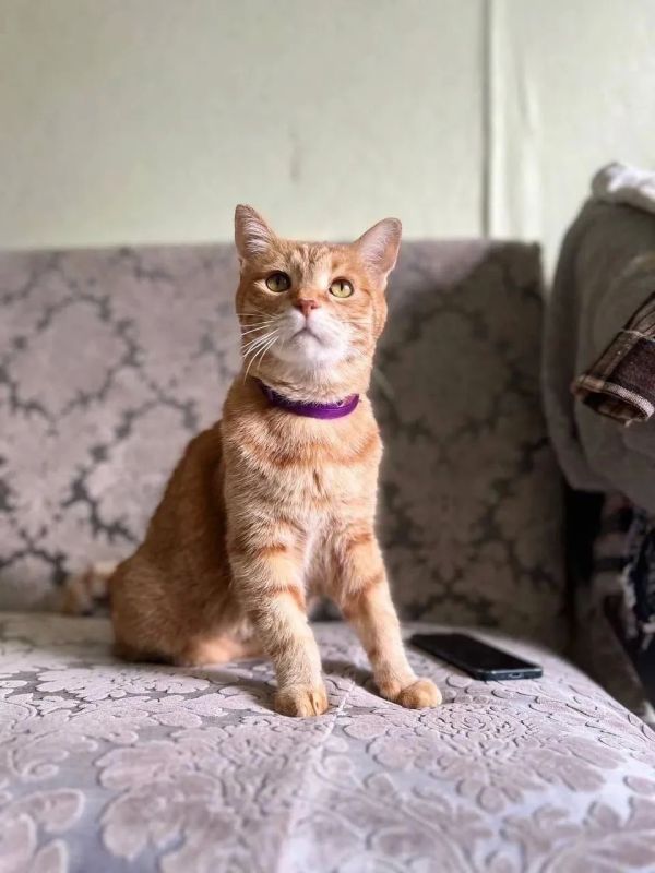 Кота по кличке Лучик вытащили с того света