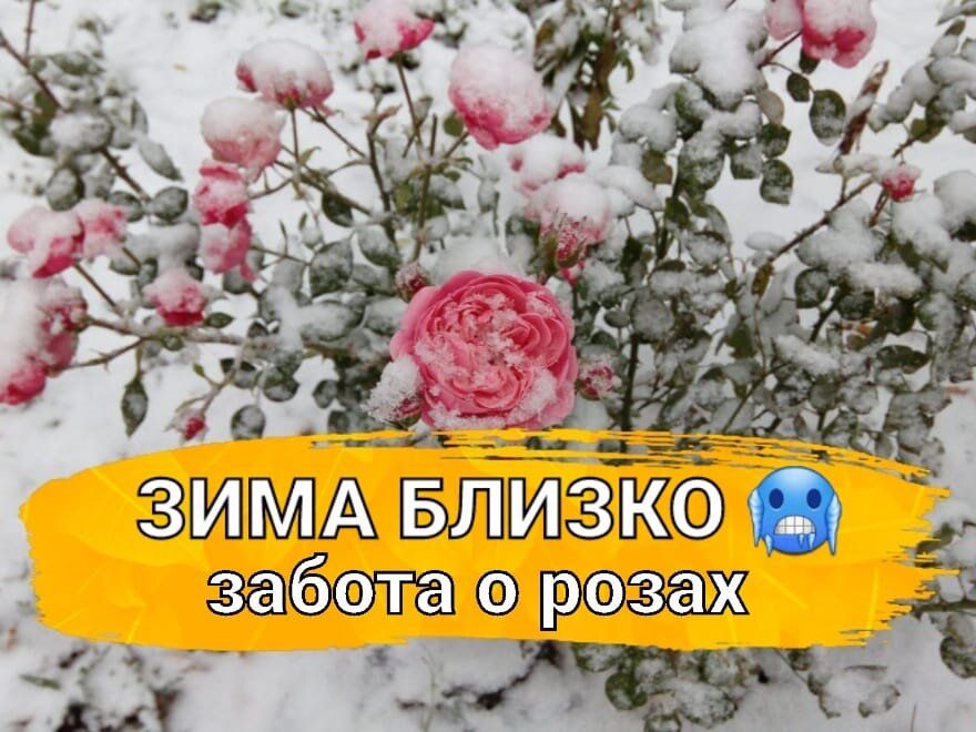 Как подготовить розы к зиме: полезные советы для садоводов