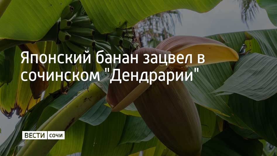 В сочинском парке "Дендрарий" зацвел японский банан — самый морозостойкий вид в своем роде, сообщили в МЦУ Сочи