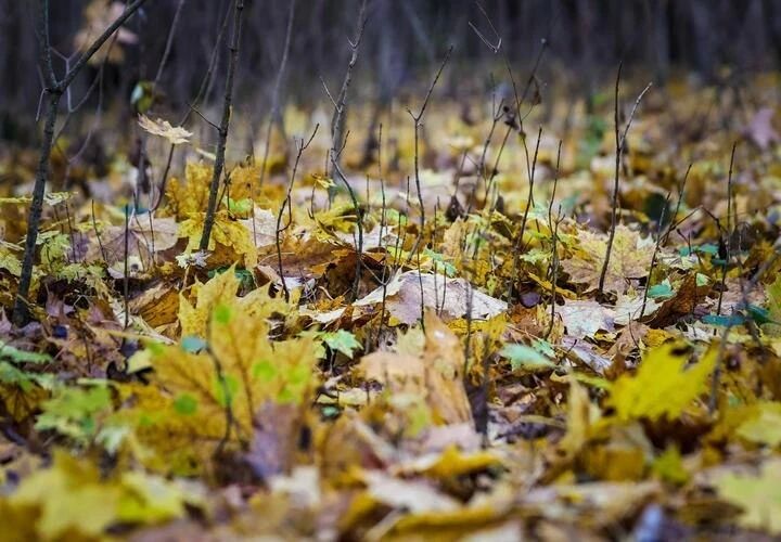 Пятница в Краснодаре выдастся сухой и заметно тёплой