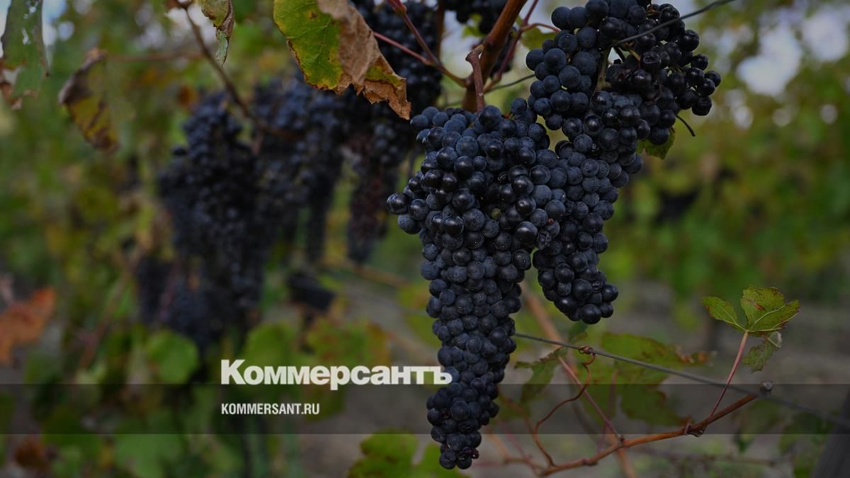 Министр сельского хозяйства России Оксана Лут назвала Дагестан основным резервом для расширения российских виноградников