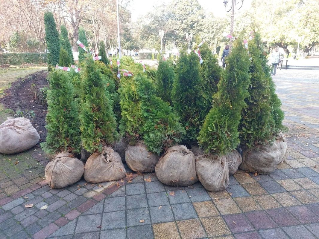 В АРМАВИРЕ ВЫСАДИЛИ ИМЕННЫЕ ДЕРЕВЬЯ В АРМАВИРЕ ВЫСАДИЛИ ИМЕННЫЕ ДЕРЕВЬЯ