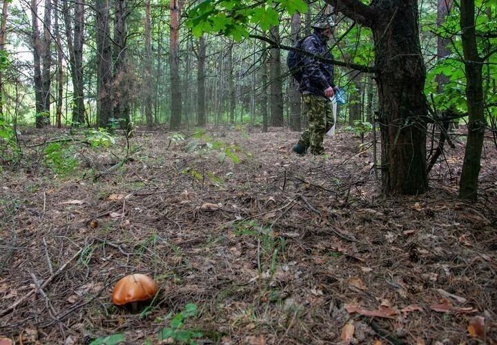 Работа в лесу едва не стоила жизни 45-летнему охотоведу из-под Архипо-Осиповки