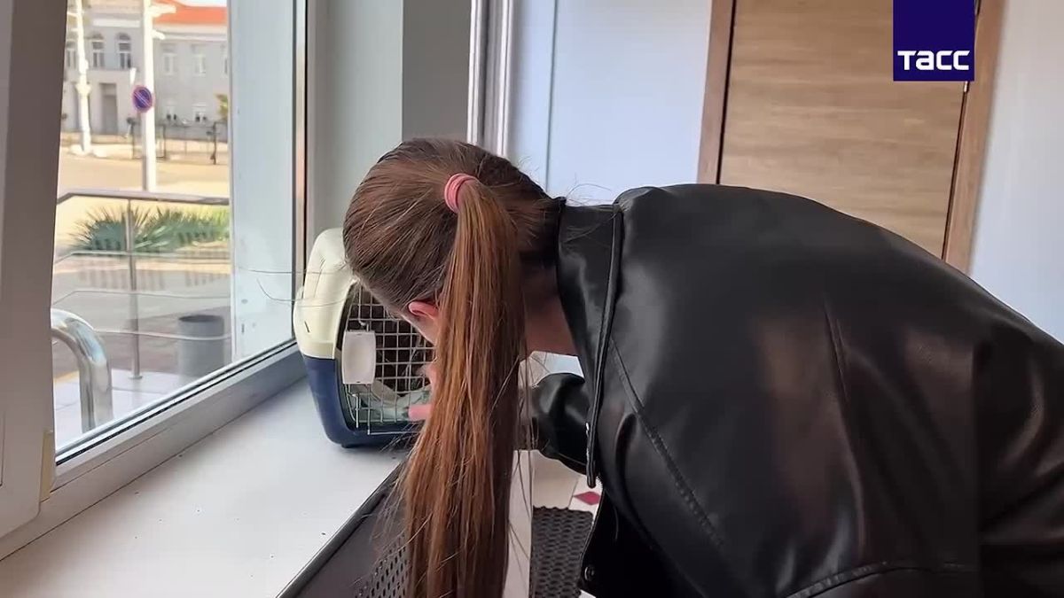 Найден кот по кличке Василий, которого искали больше месяца в аэропорту Краснодара