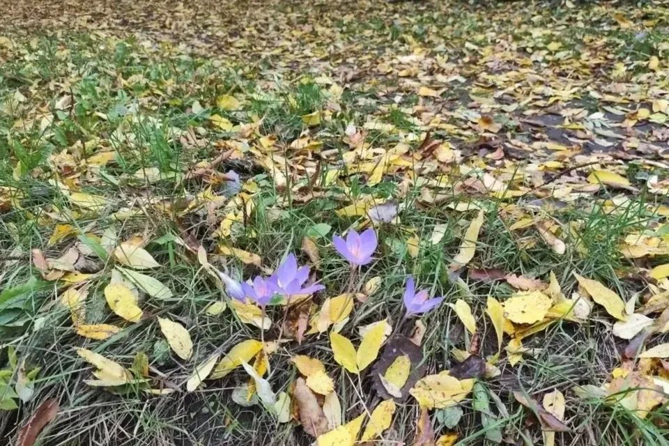 На Кубани нашли целые поля редкого шафрана, занесенного в Красную книгу