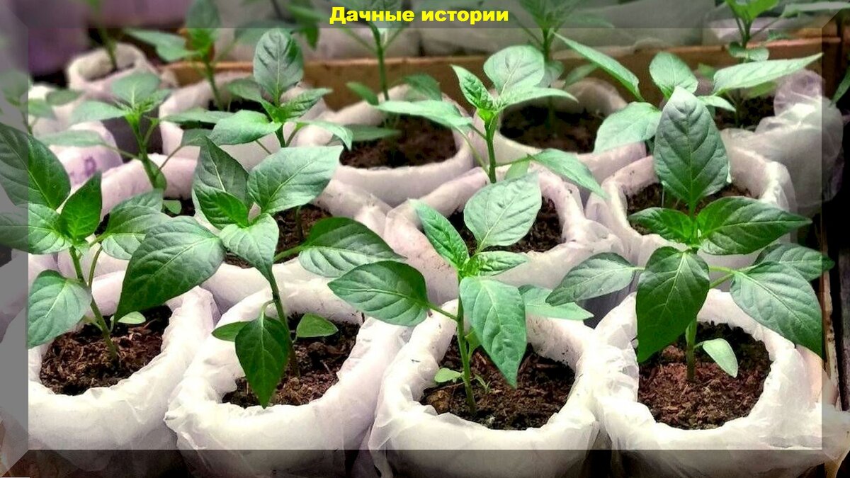Как вырастить крепкую рассаду перца: полезные советы для начинающих