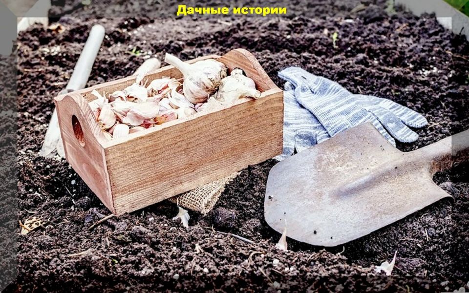 Тайны успешной осенней посадки чеснока: советы для начинающих садоводов