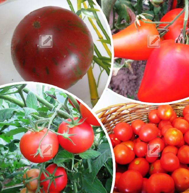 Открытия садовода: 15 незабываемых сортов томатов для нового сезона
