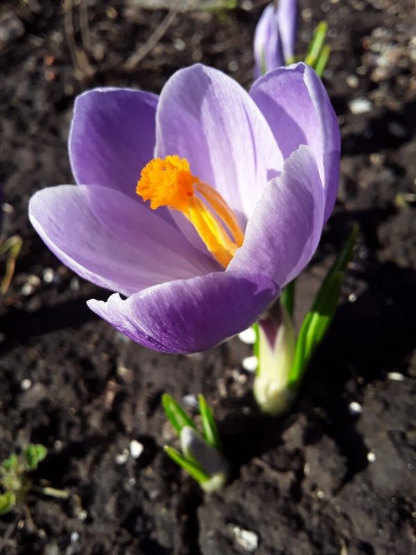 Как цветущие крокусы могут изменить ваш газон: неожиданные советы