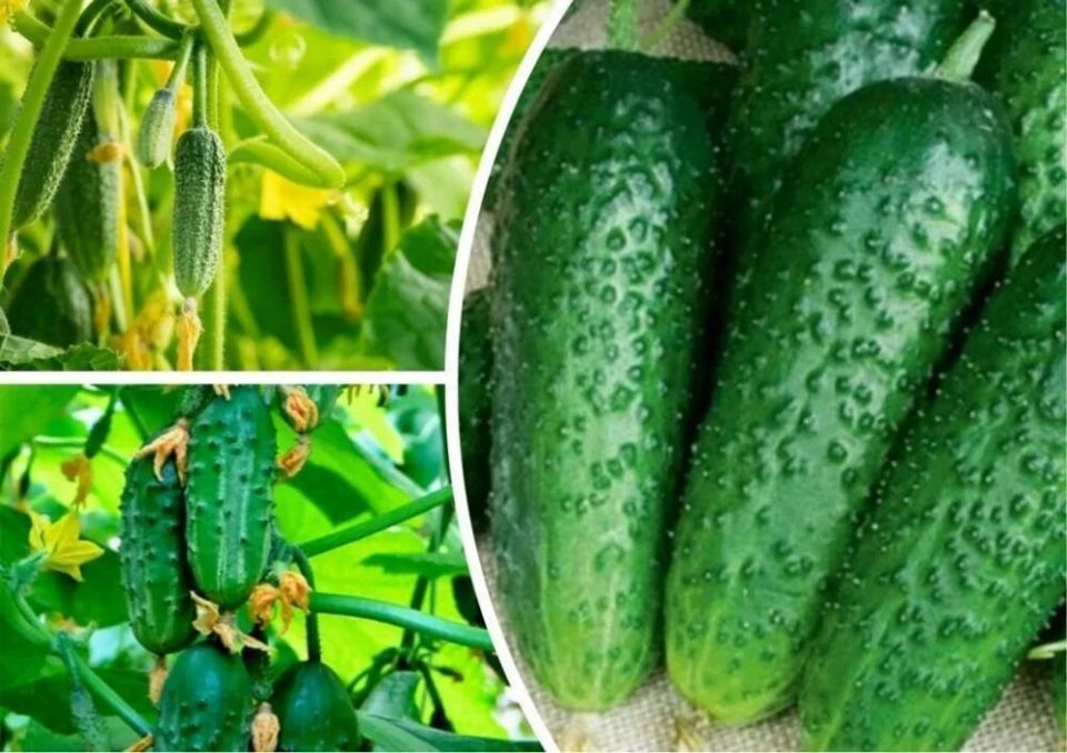 Ультраранние огурцы: как стать мастером урожая в любом возрасте