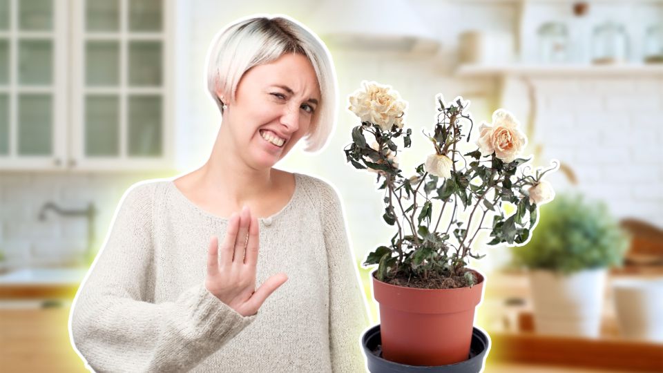 Вплоть до гибели цветка: хозяйки собственноручно губят растения, поливая этим средством